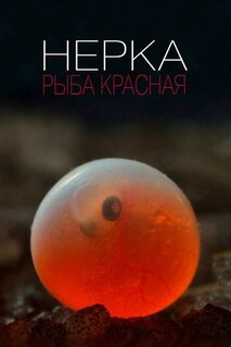 Фильм Нерка. Рыба красная (2020)