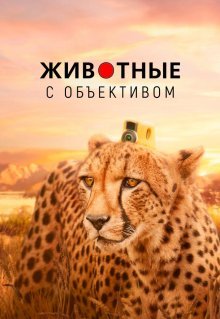 Животные с объективом