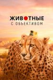 Животные с объективом