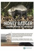 Ultimate Honey Badger